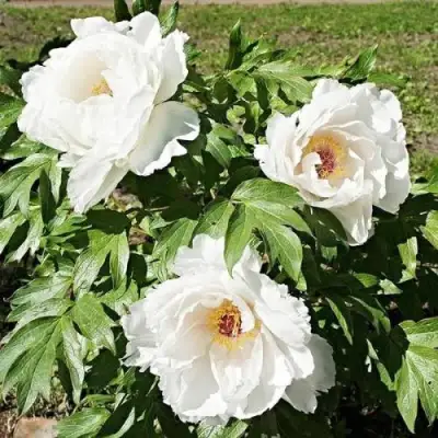 Пион ЛЕТНИЙ ДВОРЕЦ древовидный в Осиповичах