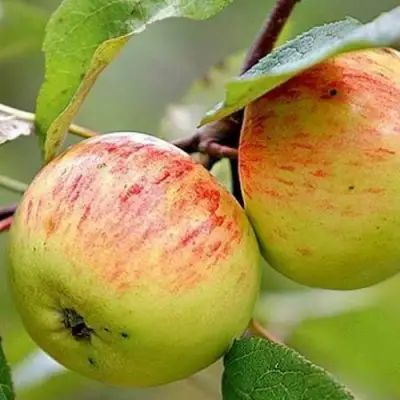 Яблоня РАНЕТКА (КОРОБОВКА) в Осиповичах