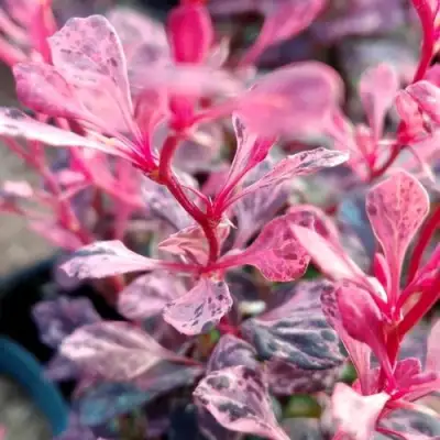 Барбарис РОУЗ ГЛОУ тунберга в Осиповичах