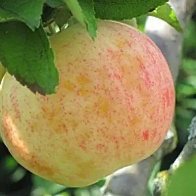 Яблоня ЛЕТНЕЕ СЛАДКОЕ в Осиповичах