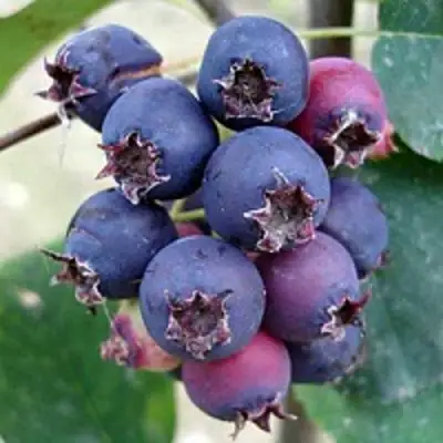 Ирга SLEYT в Осиповичах