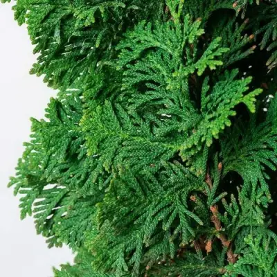 Туя СПИРАЛИС западная в Осиповичах