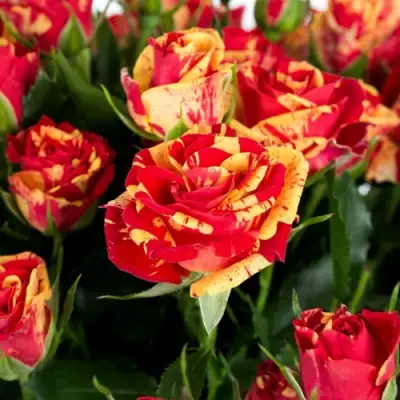 Роза ФАЙЕР ФЛЕШ спрей в Осиповичах