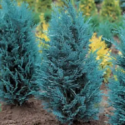 Кипарисовик ВАН ПЕЛЬТС БЛЮ лавсона в Осиповичах