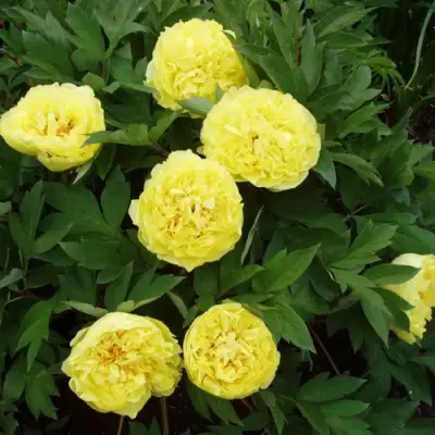 Пион ЗОЛОТАЯ КОРОНА древовидный в Осиповичах