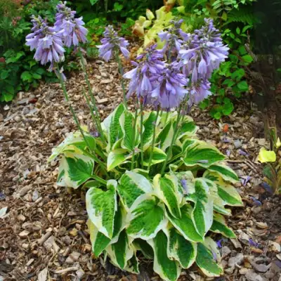 Хоста АУРЕОМАРГИНАТА в Осиповичах