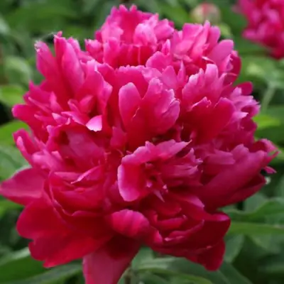 Пион ПЕСНЬ ВЕТРА травянистый в Осиповичах