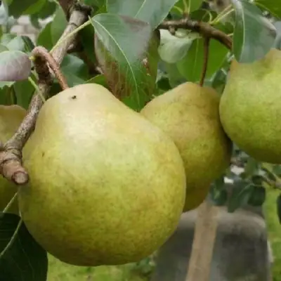 Груша ПЛАТОНОВСКАЯ в Осиповичах