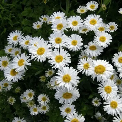 Астра АЛЬБУС альпийская в Осиповичах