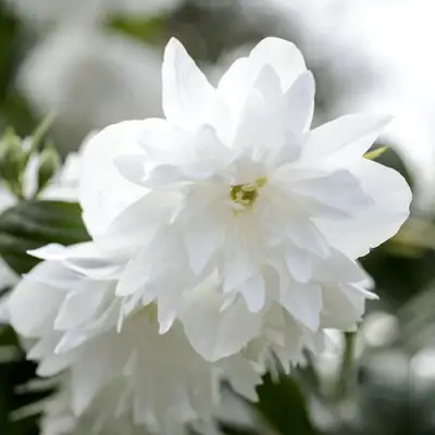 Жасмин МИНЕСОТА СНОУФЛЕЙК в Осиповичах