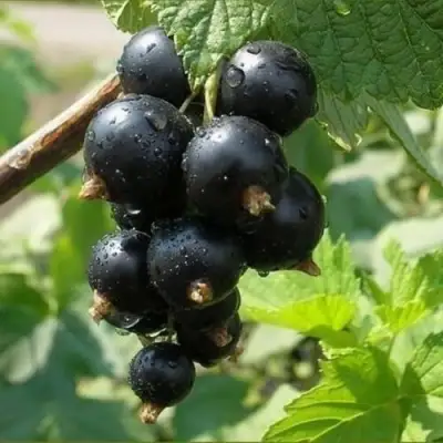 Смородина черная ПИГМЕЙ в Осиповичах