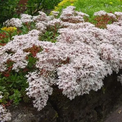 Очиток (седум) МУРАЛЕ белый в Осиповичах