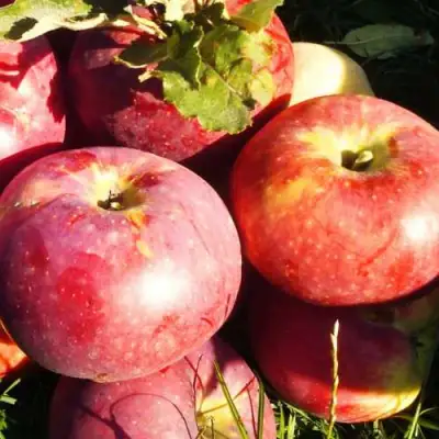 Яблоня АПОРТ в Осиповичах