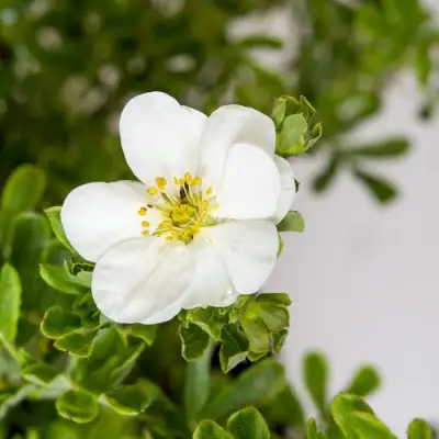 Лапчатка СНОУБЕРД кустарниковая в Осиповичах