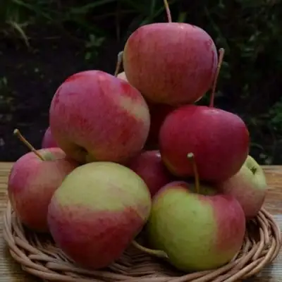 Яблоня РОДНИКОВАЯ в Осиповичах