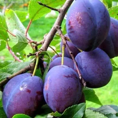 Слива ВЕНГЕРКА БЕЛОРУССКАЯ в Осиповичах