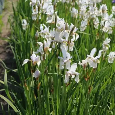 Ирис АЛЬБА сибирский в Осиповичах