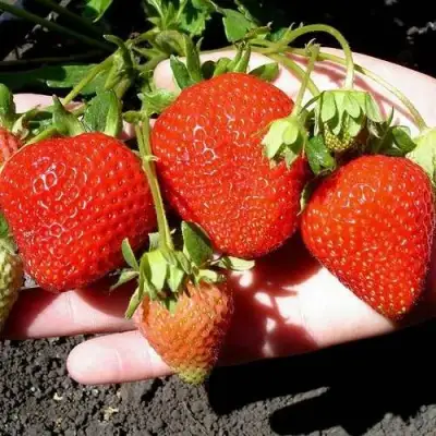 Клубника САН АНДРЕАС ремонтантная в Осиповичах