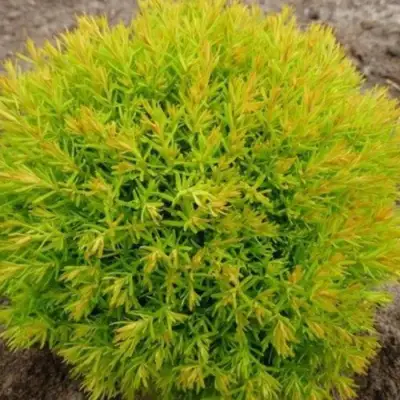 Туя АННИЕК западная в Осиповичах