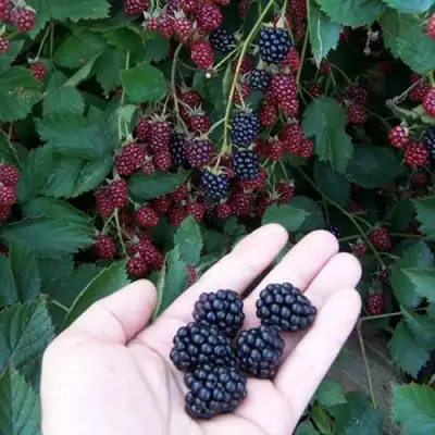 Ежевика ОРКАН бесшипная  в Осиповичах