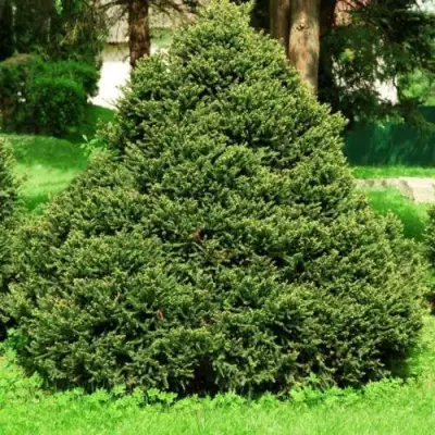 Ель ОЛЕНДОРФИ обыкновенная в Осиповичах