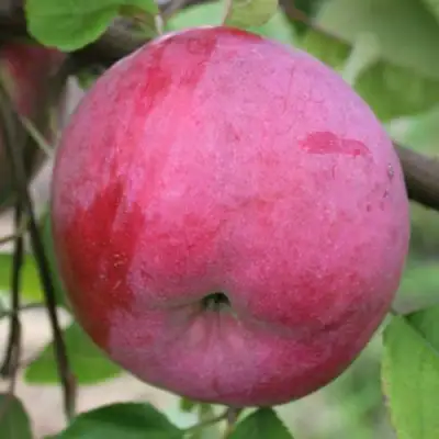 Яблоня БРЯНСКОЕ РОЗОВОЕ в Осиповичах