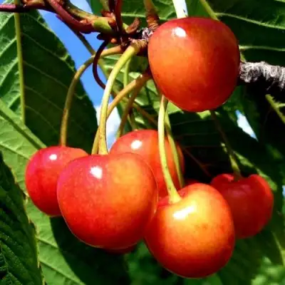 Черешня ФАТЕЖ в Осиповичах