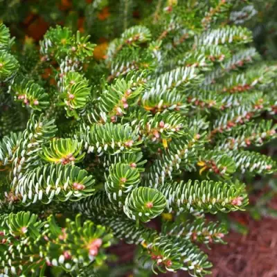 Пихта белая в Осиповичах