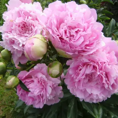 Пион ДИННЕР ПЛЕЙТ травянистый в Осиповичах