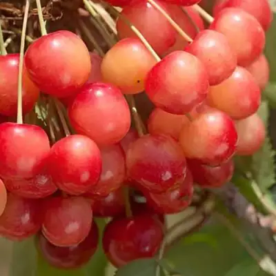 Черешня ЮЛИЯ в Осиповичах