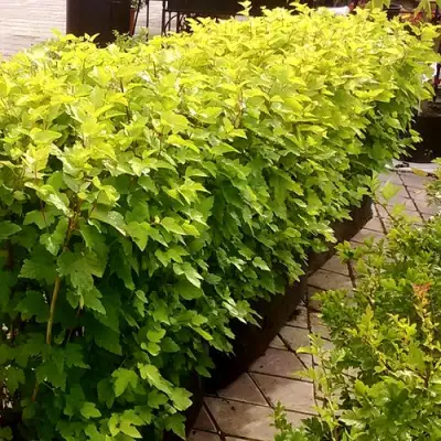 Комплект АНГЕЛ ГОЛД в Осиповичах