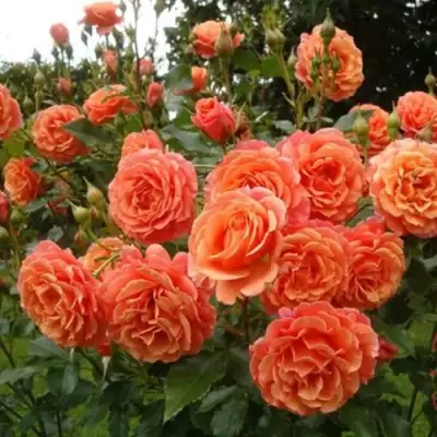 Роза БЕЛЬВЕДЕР шраб в Осиповичах