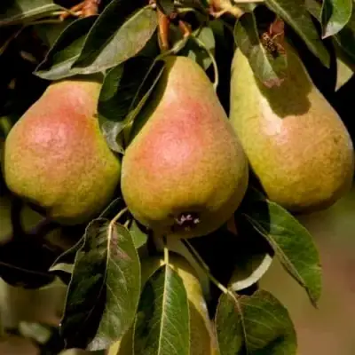 Груша РУССКАЯ КРАСАВИЦА (КРАСАВИЦА ЧЕРНЕНКО) в Осиповичах