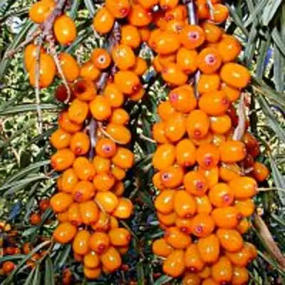 Облепиха СУДАРУШКА в Осиповичах