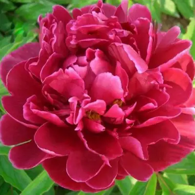 Пион КИТАЙСКИЙ ШЕЛК травянистый в Осиповичах