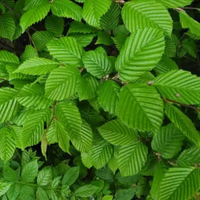 Граб  в Осиповичах