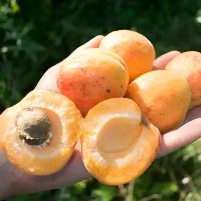 Абрикос ХАРГРАНД в Осиповичах