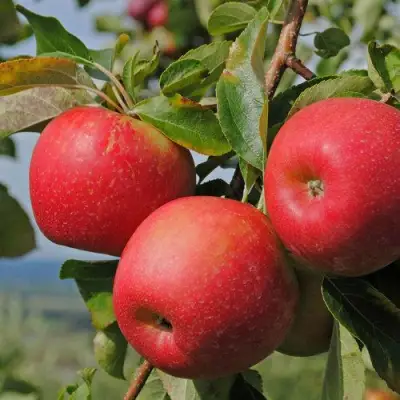Яблоня ГАЛА МАСТ в Осиповичах