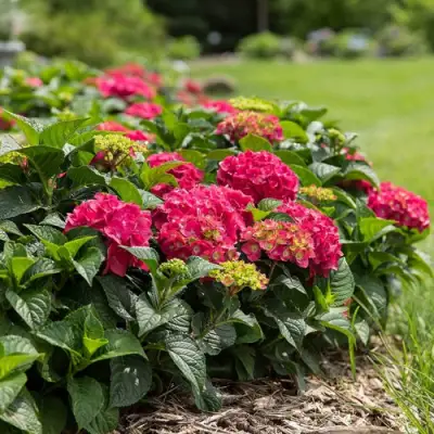 Гортензия ЭНДЛЕСС САММЕР ЛАВ крупнолистная в Осиповичах