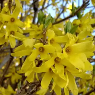 Форзиция ФОРЧУНА в Осиповичах