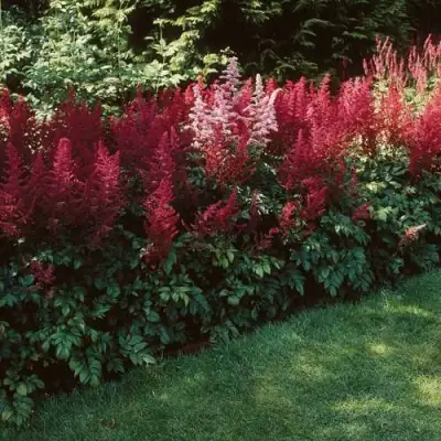 Астильба ГРАНАТ Арендса в Осиповичах