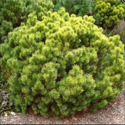 Ель ДАНС ДВАРФ обыкновення в Осиповичах