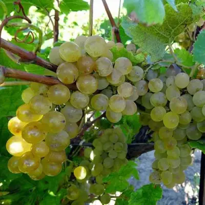 Виноград КРИСТАЛЛ в Осиповичах