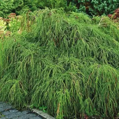 Кипарисовик ФИЛИФЕРА НАНА горохоплодный  в Осиповичах