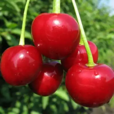 Дюк ПРЕВОСХОДНАЯ ВЕНЬЯМИНОВА в Осиповичах