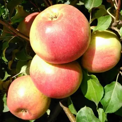 Яблоня ЭМБАССИ в Осиповичах