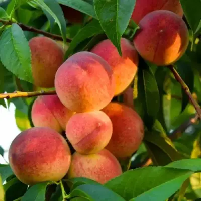 Персик ЗОЛОТОЙ ЮБИЛЕЙ в Осиповичах