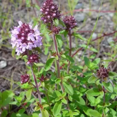 Тимьян яйцевидный в Осиповичах