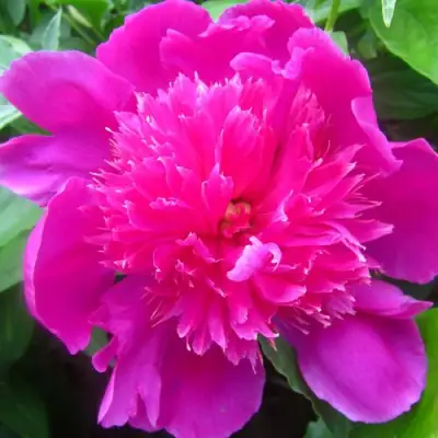 Пион РОЗОВЫЙ БУДДА травянистый в Осиповичах