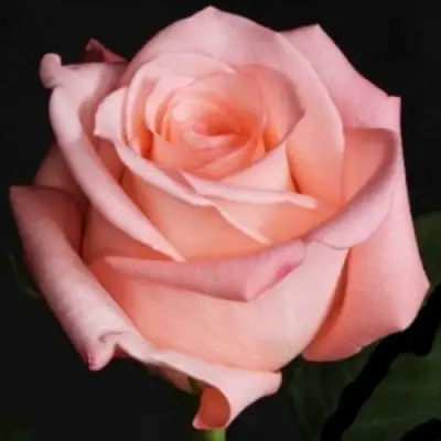 Роза АНГАЖЕМЕНТ чайно-гибридная в Осиповичах